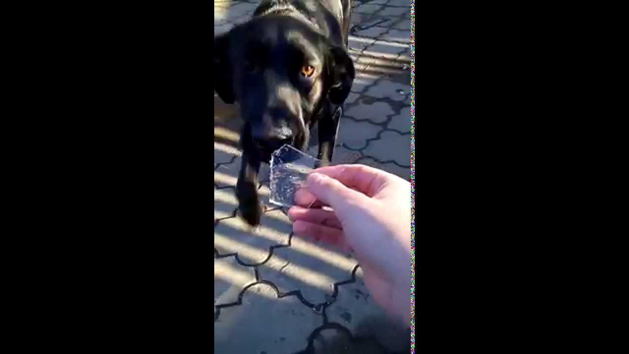 What Can Happen If A Dog Eats Glass
