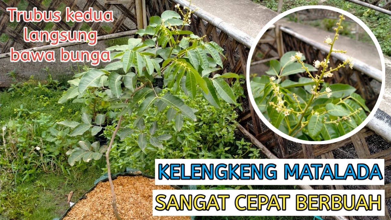 KELENGKENG MATALADA TERBUKTI SANGAT CEPAT BERBUAH, COCOK DITANAM DI POT/PLANTERBAG❗