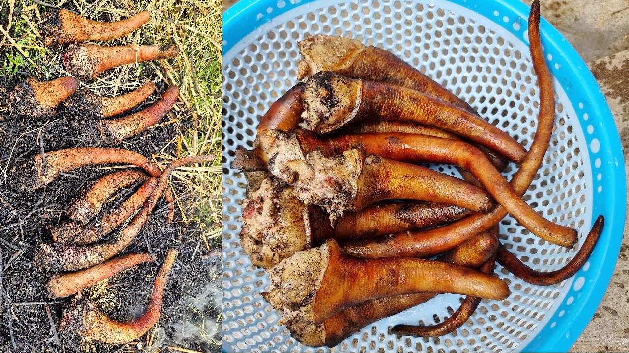 Đuôi Heo Thui Rơm Nếp - Món Dân Dã Nhưng Ngon Quên Lối Về | Lối Về Làng TV!