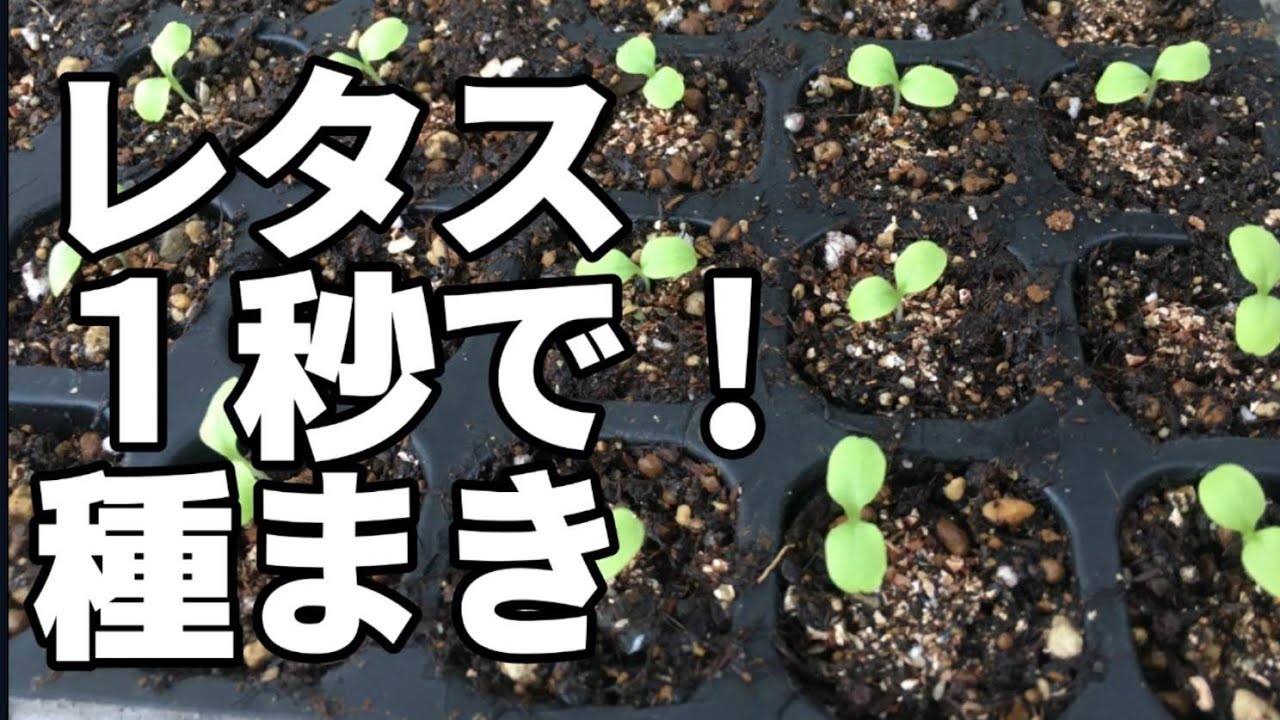 【レタス栽培】上手に発芽させるコツ【１秒】で種まき！！！　種蒔き後の管理方法　・レタスの育て方・レタスの種蒔き・リーフレタス栽培