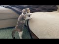 また何か企んでいる子猫がこちらです・・・（笑）