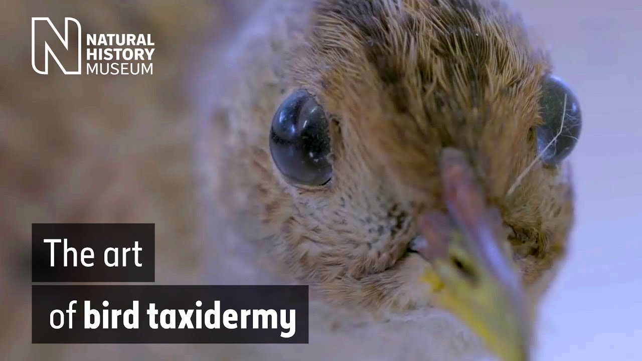 museums in london The art of bird taxidermy | Natural History Museum