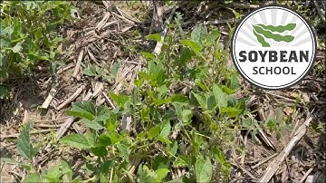 Soybean School: Assessing hail damage and yield impact
