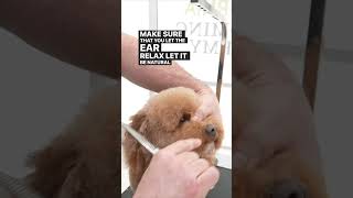 Half moon shape for a teddy bear face on a dog #doggrooming