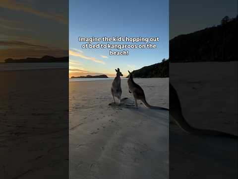Cape Hillsborough Tourist Park, Queensland, Australia! See Kangaroos on the beach at Sunrise.