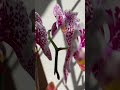 Phal. Dragon Maple 🐉💚