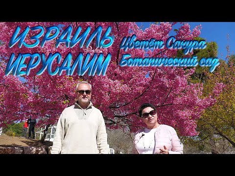 Израиль | Иерусалим | Цветёт сакура | Ботанический сад| Israel | Jerusalem | Sakura blossoms