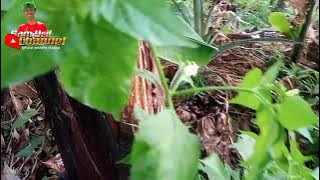 Dj YAKUZA HARD BASS Cocok untuk cek sound