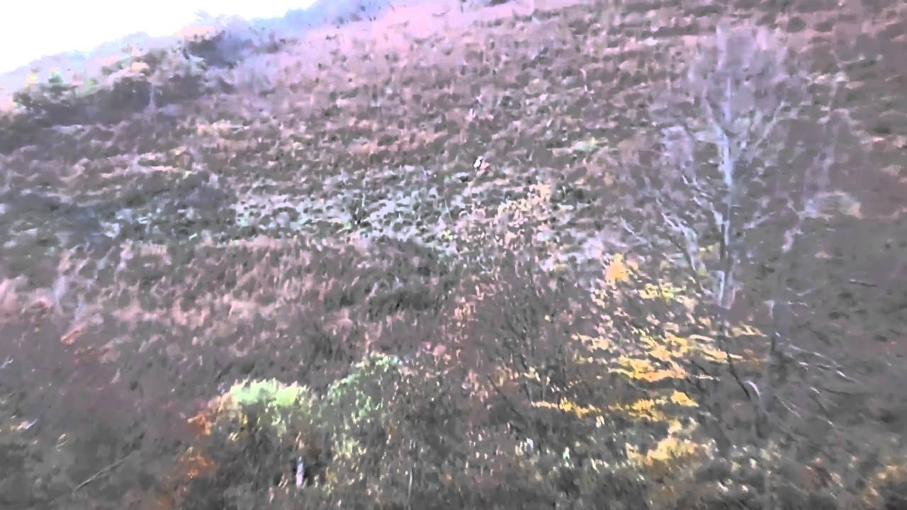 cobro de jabali en llanos de someron.MP4