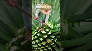The Beginning Of Tequila Inside The Agave Harvest