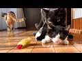新入り猫キーくん 縦社会を学ぶ