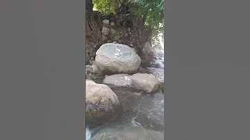 درختان کهنسال چنار واقع در روستای سر سبز تلخدان بازفت شهرستان کوهرنگ معروفن ب چنارهای سید احمد 