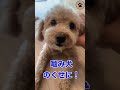 噛む保護犬に色々やらせてみた結果⁉️ #shorts