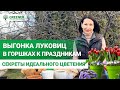 ЛУКОВИЧНЫЕ в ГОРШКАХ и НА ВЫГОНКУ! Как и когда сажать? МНОГОЯРУСНАЯ посадка!