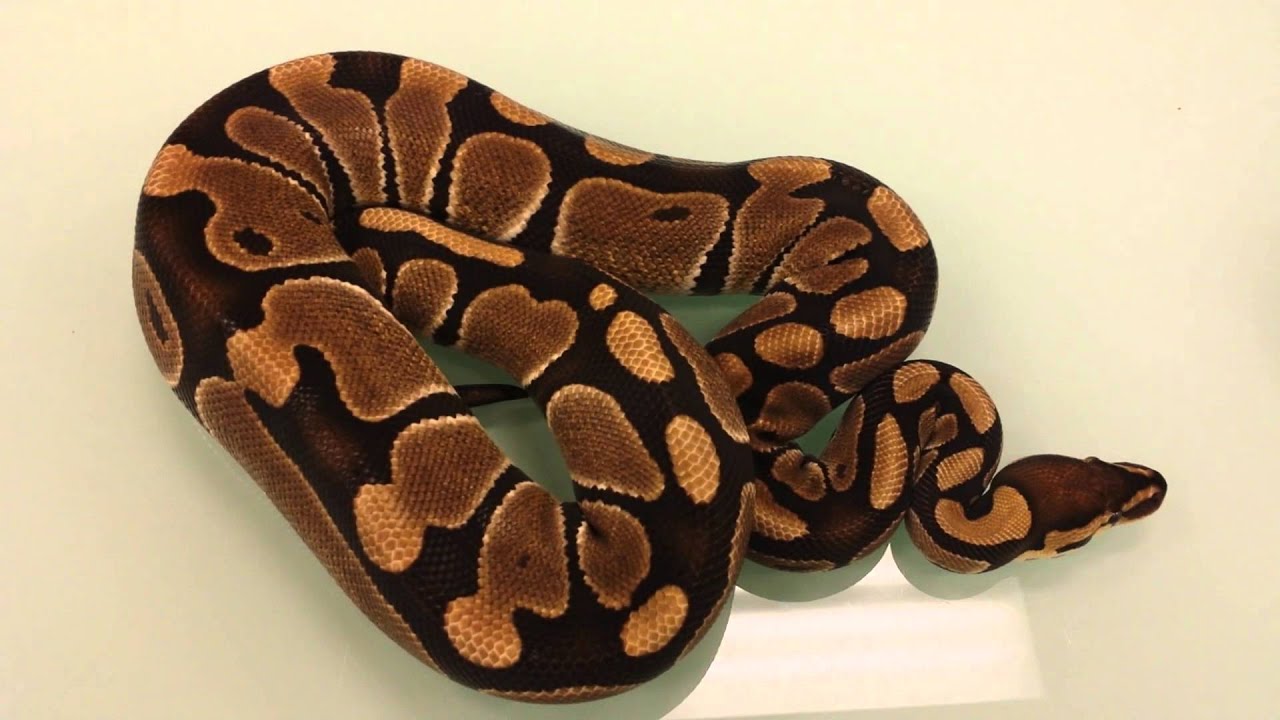 Pick Your Poison Sunday Ball Python FACEBOOK Auction- September 8th ...