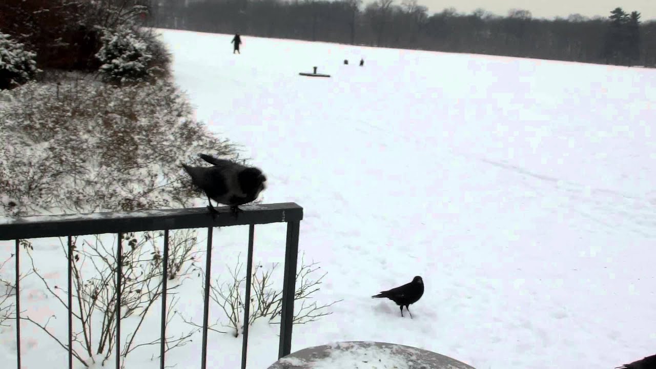 Portrait-Krähen /Portrait Crows