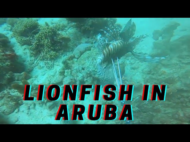 Lionfish & Scuba Diving in Aruba
