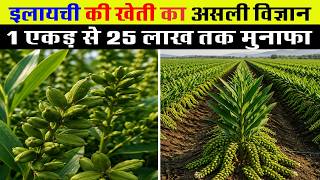 इलाइची की खेती का असली विज्ञान! | Elaichi ki Kheti | Cardamom Farming in Hindi screenshot 4