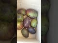 Unripe Avocados MercyNguku The World Traveller рџ ёрџ ёрџ ѕрџ Є Worshipsongrewritten Unripe Avocados MercyNguku The World Traveller рџ ёрџ ёрџ ѕрџ Є Worshipsongrewritten