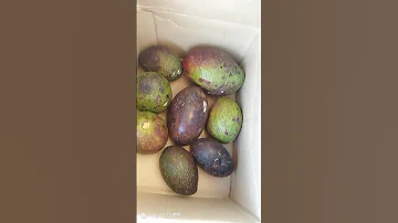 Unripe Avocados MercyNguku The World Traveller Worshipsongrewritten 