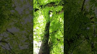 #Forest #AncientTree #GiantTree #BeautifulTree #Nature #PeaceOfNature #Beauty
