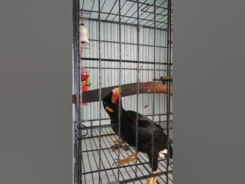 Burung tiong mas bercakap loghat kelantan - YouTube