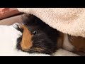 【白目】ふかふか枕でお昼寝モルモット♪【開眼】  Guinea pig is sleeping on a soft pillow.