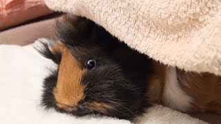 【白目】ふかふか枕でお昼寝モルモット♪【開眼】  Guinea pig is sleeping on a soft pillow.