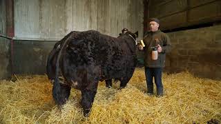 Elite Lim Blue Cross Champion Heifer | £9.97 Entry | Ends Sunday 8th March