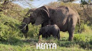 African Safari 4K - Amazing Wildlife of African Savanna | Scenic Relaxation film