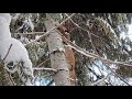 Montana Mountain Lion Hunt with Hounds - Backcountry Connection