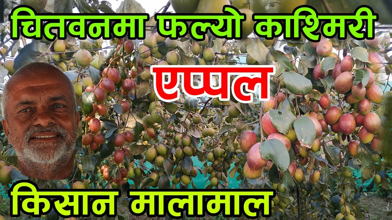 यसरी चितवनमै फल्यो काश्मिरी एप्पल (बयर) ! गाउँले परे दंग, किसान मालामाल हुँदै  │Nepal Chitra