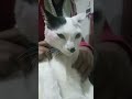 আমি Photoshoot করবো না😏#shorts #catvideo #petlover #hellochiko  #animalshorts #funnycat