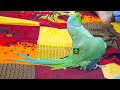 Romeo Ringneck Talking Parrot So Friendly With Everyone|Romeo So Funny Parrot|Talking In Urdu Hindi
