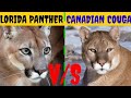 FLORIDA PANTHER V S CANADIAN COUGAR किसकी होगी जीत?/CANADIAN COUGAR V S FLORIDA PANTHER Who Wins?