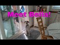 Meet Bella! The Cutest Dog Who Will Brighten Your Day