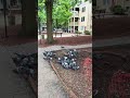47 🕊️#pigeons #birdwatching #birdfeeder #birdfeeding