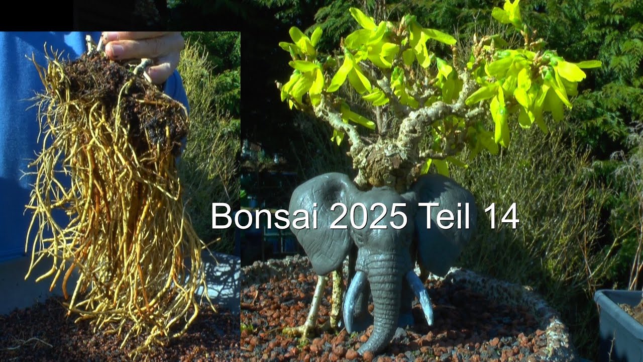 Bonsai 2025 Teil 14 Das kann Lustig werden. Goldglöckchen umtopfen für einen neuen Bonsai Forsythie
