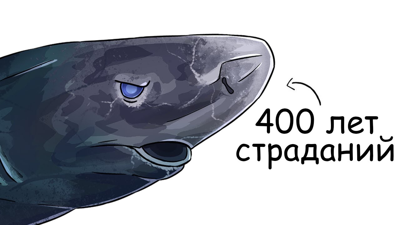 Ты – Гренландская Акула (И ЭТО ВСЯ ТВОЯ ЖИЗНЬ)
