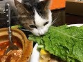 猫ちゃんが泥棒をしようとする決定的瞬間ｗ許せる？！～The crucial moment when a cat tries to get a thief.