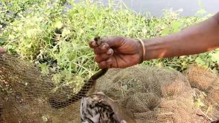 Amazing Water Snake Catch Using The Net In My Village like Cambodia