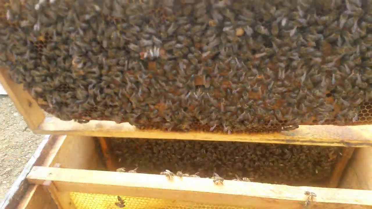 الفتح على الطرد الجديد بعد 3 ايام من تقسيمه Opening of the new beehive after 3 days of its division