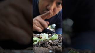 My House Millipede Likes To Eat Fruits Such As Tamarind.