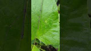 Stick Bug (Phasmatodea: Diapheromeridae)