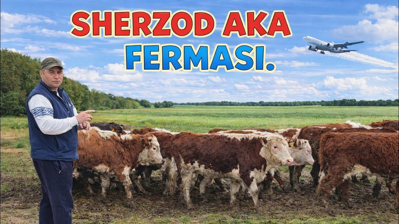 SHERZOD AKA FERMASI 350 BOSH BUQALA SOTILADI OPTOM JOYI