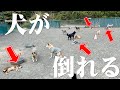 【なぜ？】ドッグランで犬が次々と倒れていく事件が発生…