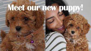 We got a PUPPY!| Spending 24hrs with our new Maltipoo puppy!
