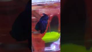 Betta fish |  fighter fish | @RadhaWinUlagam