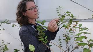 Protecting Pollinators