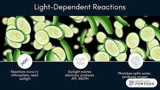 90Sec Summary - Training Guide Understanding Photosynthesis